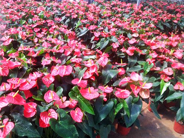 濟(jì)寧比較大的花卉批發(fā)市場(chǎng)在哪里？?jī)贾菖d隆花卉大世界